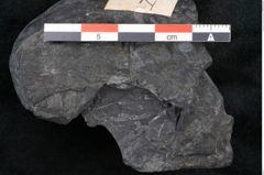 Foto (Detailansicht) von Protocladus lingua Ettingshausen (NHMW-GEO-2024-0188-10276)